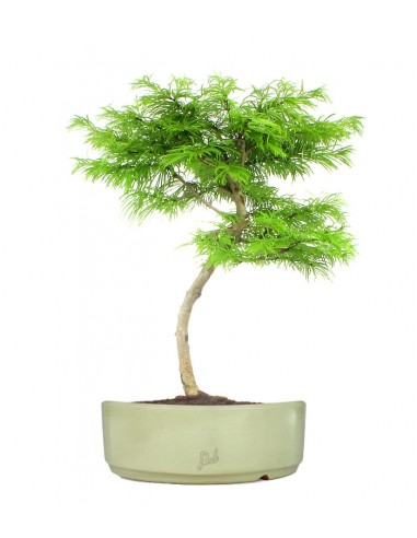 Pseudolarix L