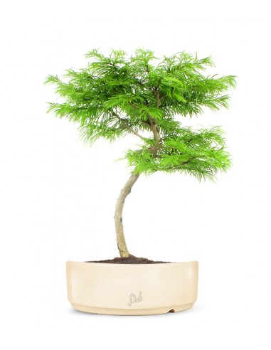 Pseudolarix L