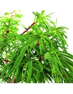 Pseudolarix L 2