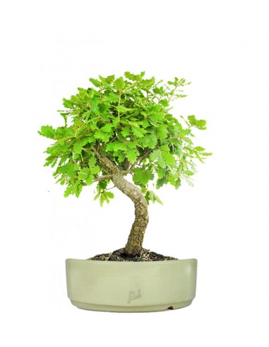 Quercia Impalcata