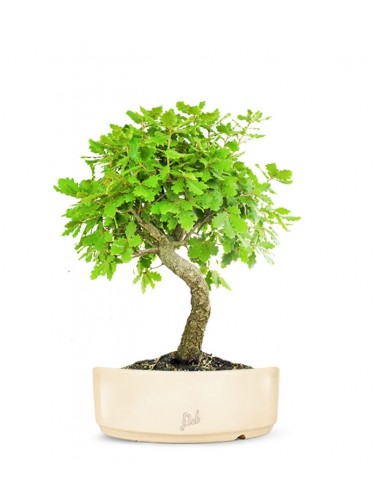 Quercia Impalcata