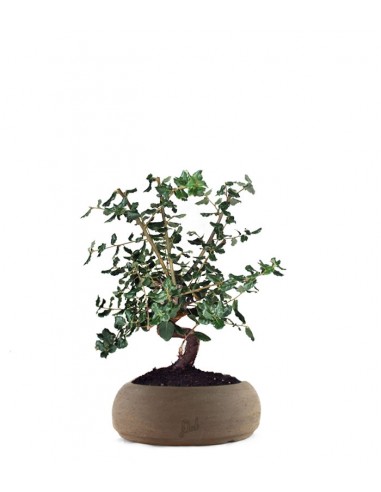 Quercia sughera s