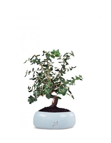 Quercia sughera s
