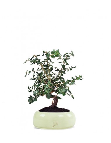 Quercia sughera s