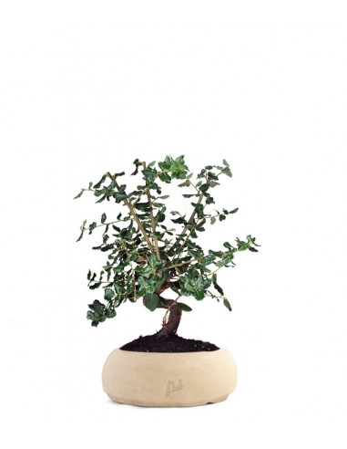 Quercia sughera s