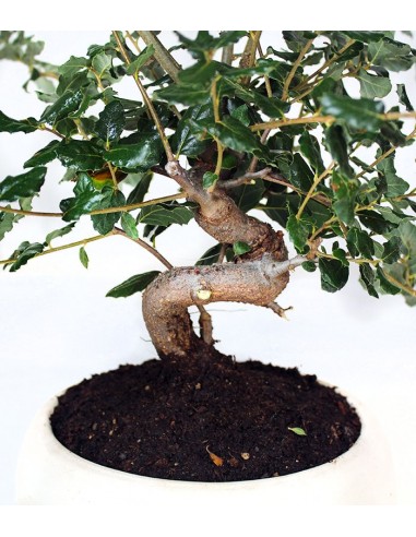 Quercia sughera s