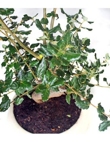Quercia sughera s