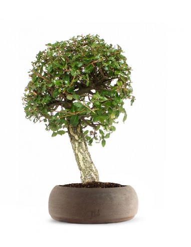 Quercia sughera XL