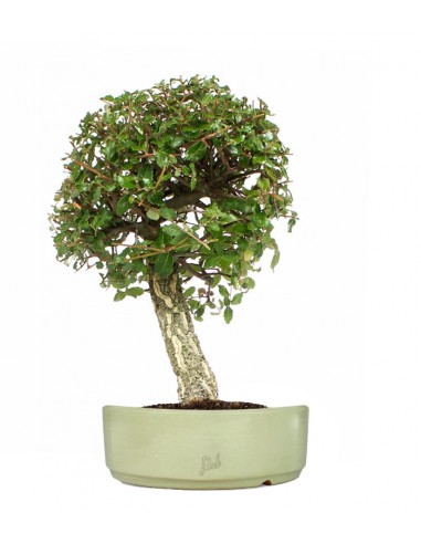 Quercia sughera XL