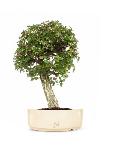 Quercia sughera XL