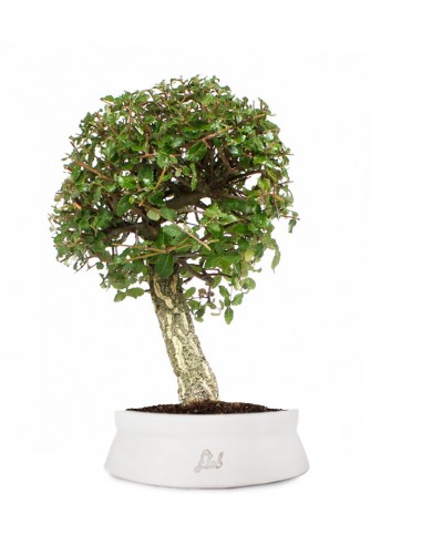 Quercia sughera XL