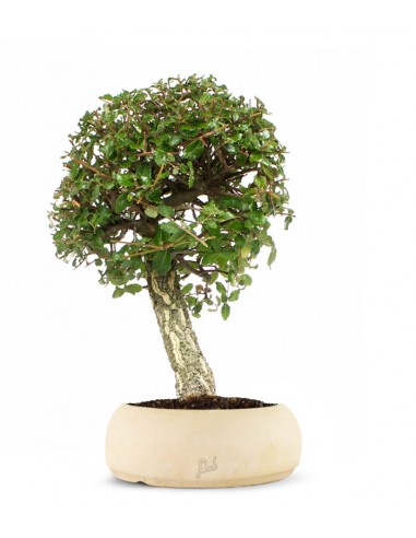 Quercia sughera XL