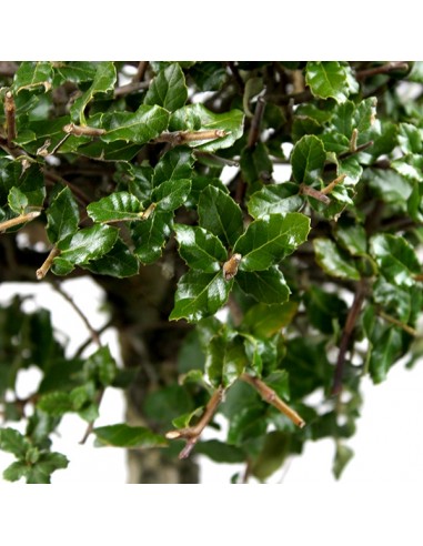 Quercia sughera XL