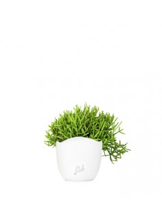 Rhipsalis burchellii