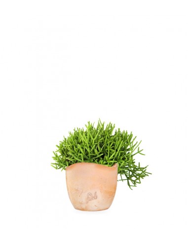 Rhipsalis burchellii