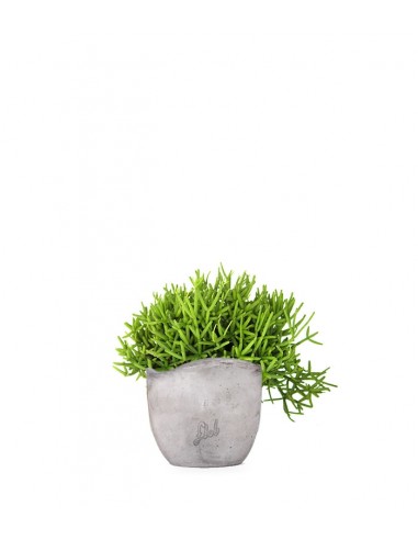 Rhipsalis burchellii