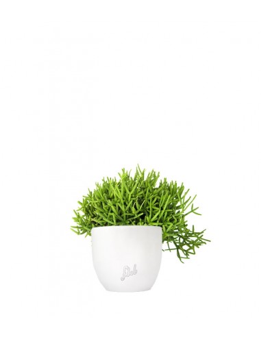 Rhipsalis burchellii