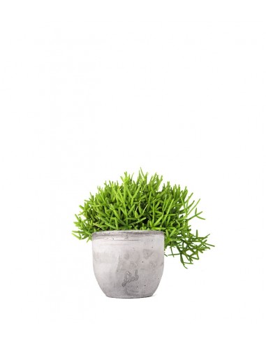 Rhipsalis burchellii