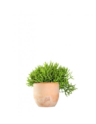Rhipsalis burchellii