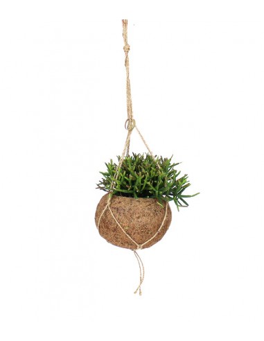 Rhipsalis Burchellii in fibra di cocco