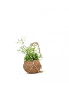 Rhipsalis cassutha fibra in... 2