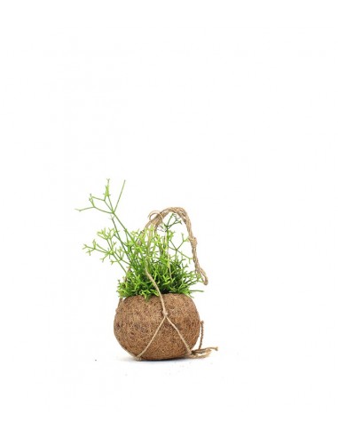 Rhipsalis cassutha fibra in cocco