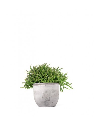 Rhipsalis heteroclada
