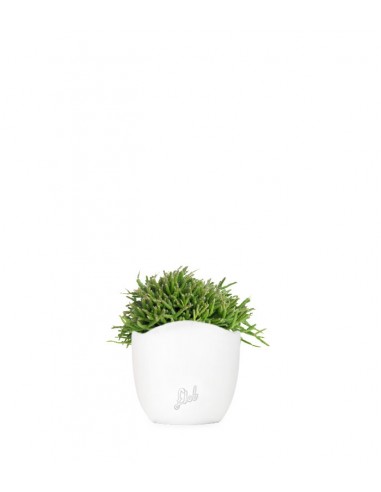 Rhipsalis heteroclada