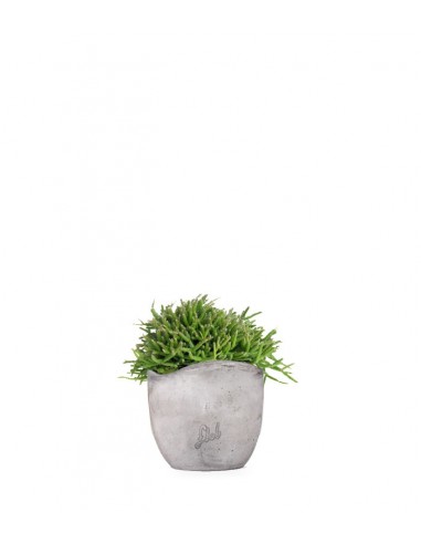 Rhipsalis heteroclada