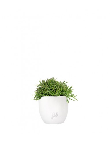 Rhipsalis heteroclada