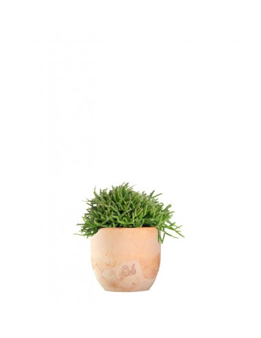 Rhipsalis heteroclada