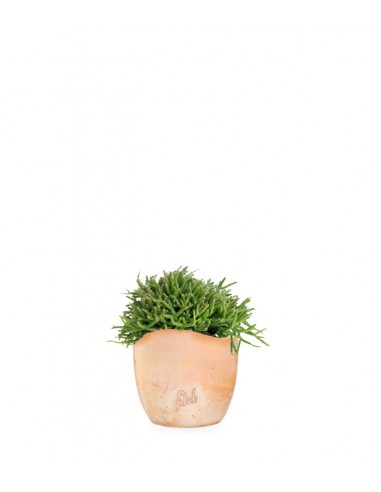 Rhipsalis heteroclada