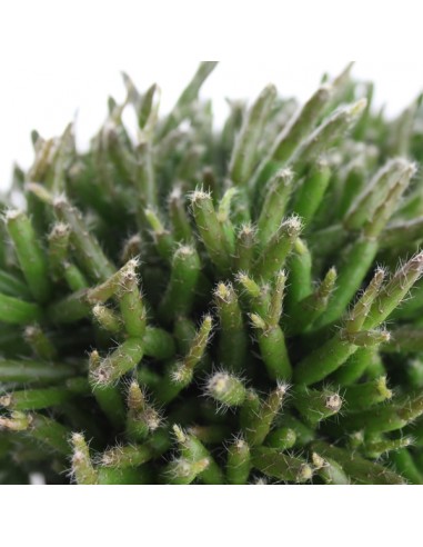 Rhipsalis heteroclada