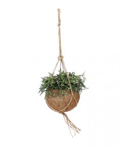 Rhipsalis pilocarpa in...