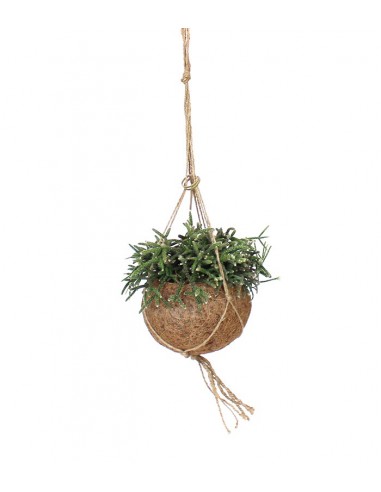 Rhipsalis pilocarpa in fibra di cocco