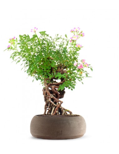 Rosa Canina