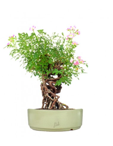 Rosa Canina