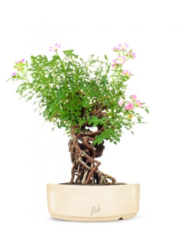 Rosa Canina
