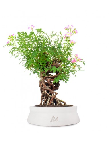 Rosa Canina