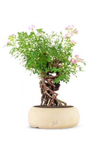 Rosa Canina
