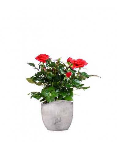 Rosa rossa