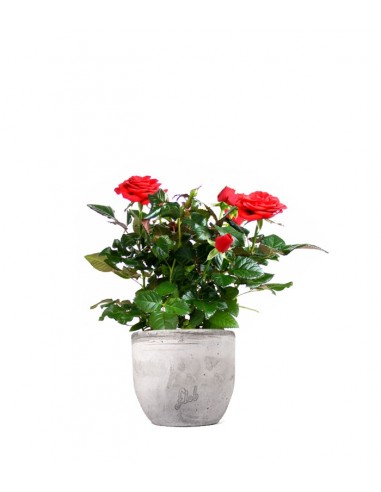 Rosa rossa