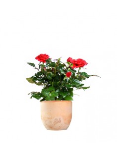Rosa rossa 2