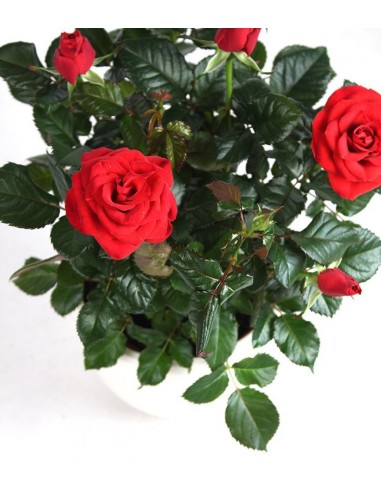 Rosa rossa
