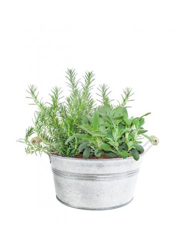 Rosmarino e Salvia