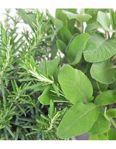 Rosmarino e Salvia
