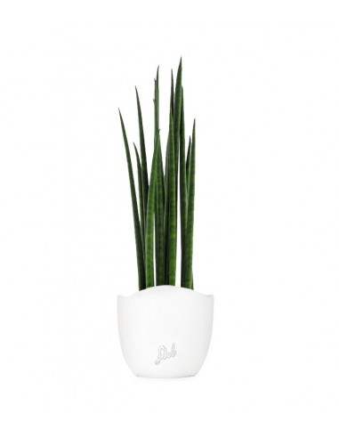 Sansevieria Bacularis Mikado