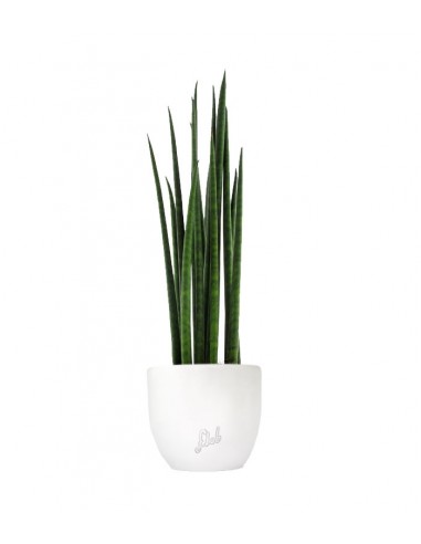 Sansevieria Bacularis Mikado