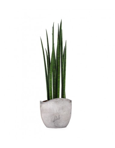 Sansevieria Bacularis Mikado