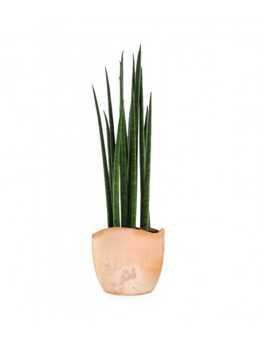 Sansevieria Bacularis Mikado